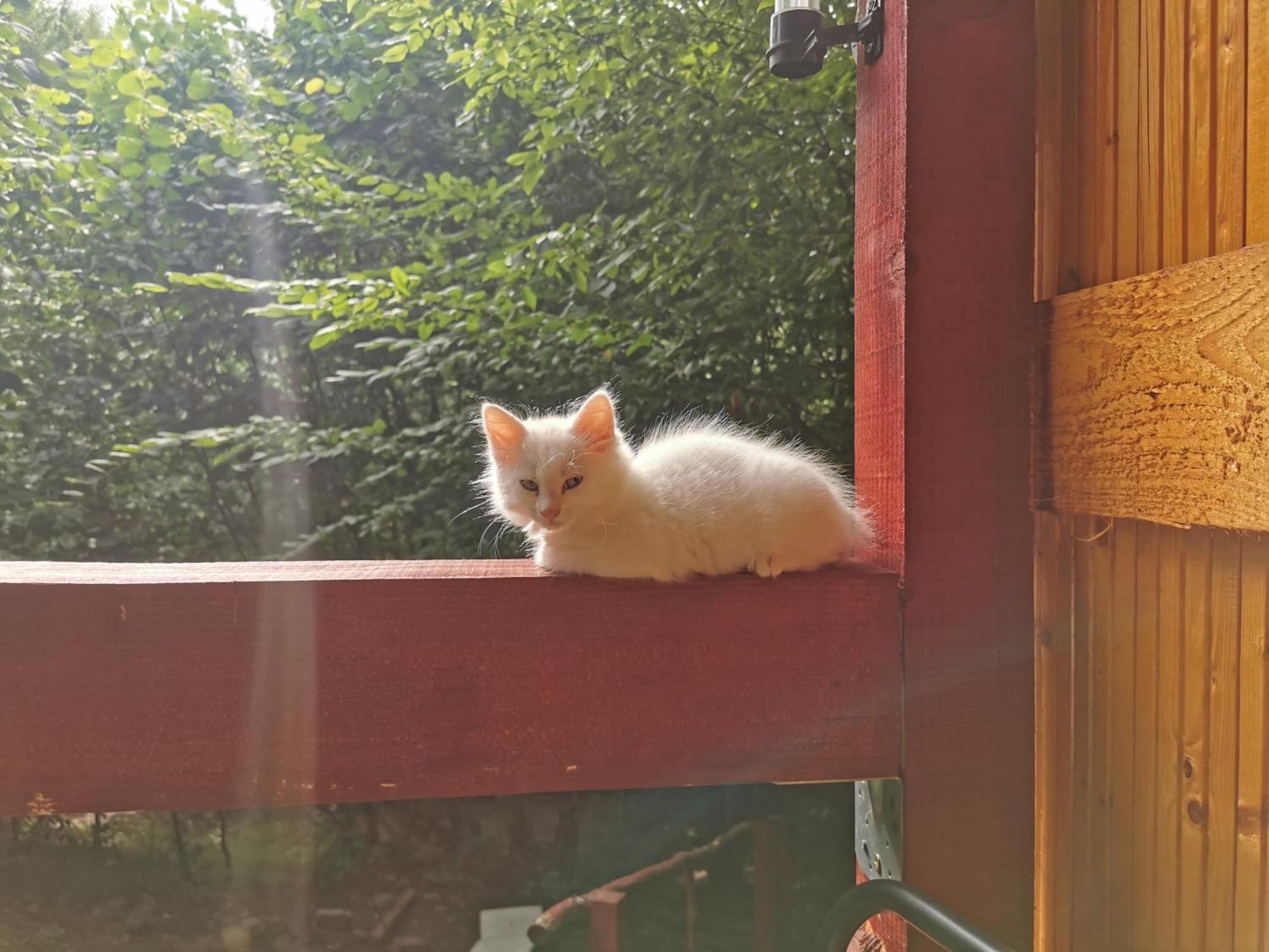 Cabana Lucia Tarcău-Gheuca Dış mekan fotoğraf